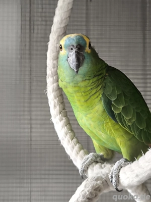 Blaustirnamazonen mit Käfig 