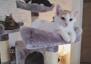 Kätzchen aus dem Tierschutz