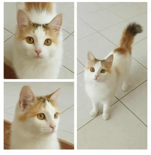 Schöne junge Katze sucht ein Zuhause 