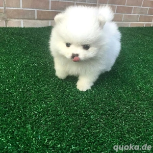 *Kostenlose Adoption: 5 bezaubernde, 11 Wochen alte Pomeranian-Welpen!*