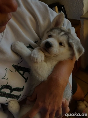 Husky Mix Welpen