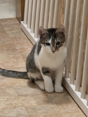 Katzenkinder Weibchen suchen ein liebevolles Zuhause 