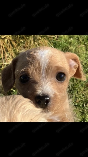 Chihuahua-Maltipoo-Mix