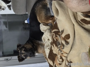    Süße Hündin  Schoko  sucht ein liebevolles