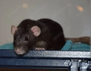 Teddy Rex,- Dumbo Ratte