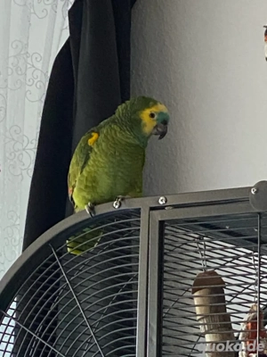 Blaustirnamozonen Henne gesucht 