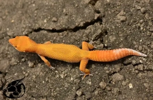 Leopardgecko Blood Mandarin 0.1