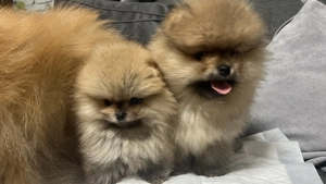 Reinrassige Zwergspitz Pomeranian Welpen