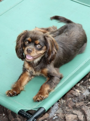 Cavalier King Charles Spaniel Hündin in Schoko 