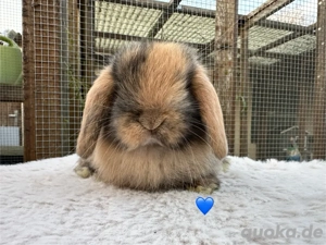 Zwergkaninchen 