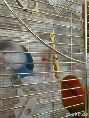 2 Vögel (Unzentrennlche)