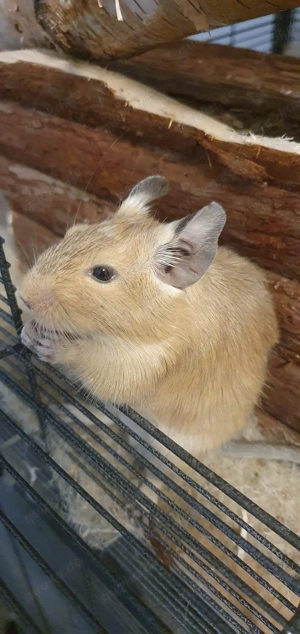 Degumännchen, kastriert, 3 Jahre