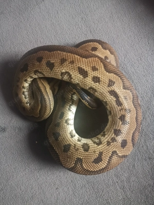 6.6 Python regius 