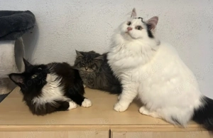 TOP Maine Coon Kitten reinrassig