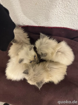 Heilige Birma Kitten