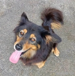 hündin 7 Jahre sucht ruhige Endstelle