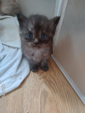 Nur noch ein Mädchen ist auf der Suche 