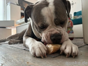 Schöner 4-jähriger OEB Rüde