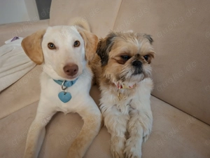 Blue such Ihr für immer Zuhause 