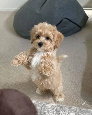 5 süße Maltipoo Welpen, Weibchen   Männlich