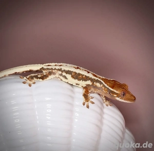poss. 0.1 Kronengecko - Frappuccino - AUKR8