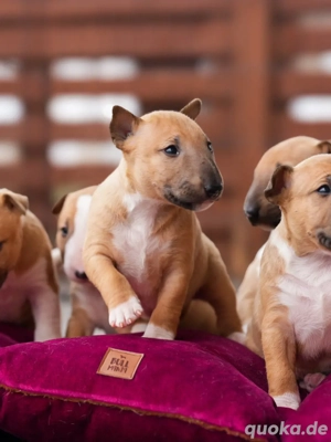Miniatur Bullterrier Welpen zuverk.