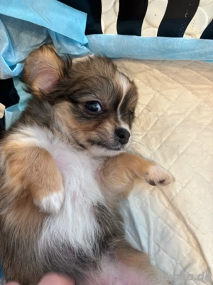 mini chihuahua welpen 
