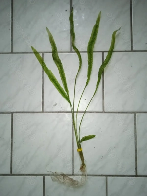 Genoppten Wasserkelch (Cryptocoryne balansae) ca. 50 bis 55 cm