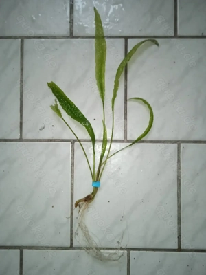 Genoppten Wasserkelch (Cryptocoryne balansae) ca. 30 bis 35 cm