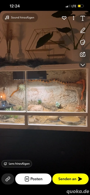 Kornnatter Paar mit Terrarium zum abgeben 