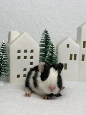 Niedliches Meerschweinchen Mädchen sucht artgerechtes Zuhause