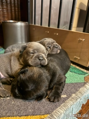    Zuckersüße Französische Bulldoggen-Welpen suchen ein liebevolles Zuhause!   