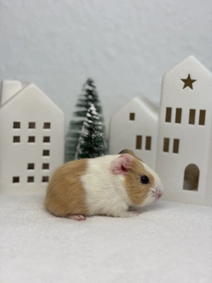 Wunderschönes Meerschweinchen Mädchen Mayla sucht liebevolles Zuhause