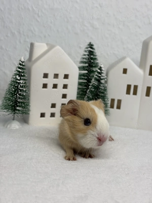 Junger Meerschweinchen Junge Toffee sucht artgerechtes Zuhause mit Artgenossen