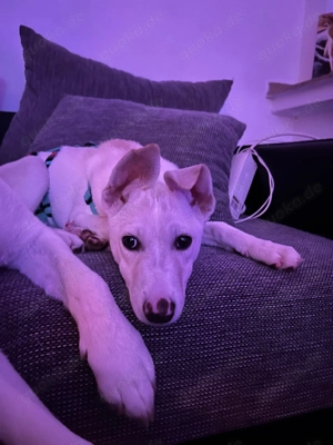 Victoria sucht ein zuhause 