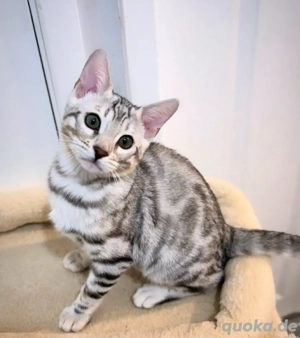 Bengalkatze