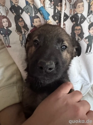 schäferhund mix welpen 