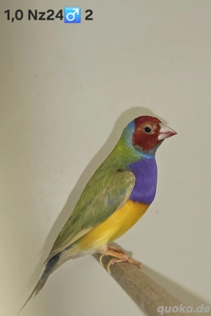 1,1 (Paar) Gouldamadinen abzugeben