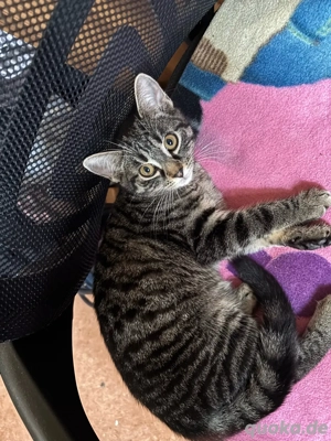 katze luna zu verkaufen