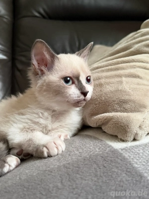    Zwei super süße BKH-Kitten abzugeben   geboren am 19. September   