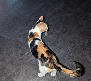 Schweren Herzens abzugeben