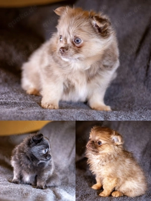 Pomchi Welpen chihuahua x Zwergspitz 