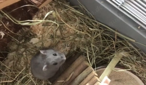 Süßes Hamster Männchen sucht liebevolles Zuhause 