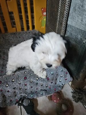 Biewer Yorkshire Terier Welpe