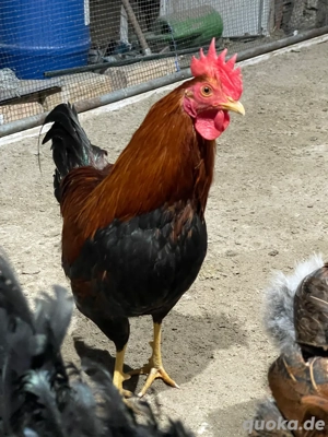 Legehühner und Hähne Grünleger, Marans, Blumenhuhn, Bovan