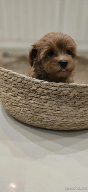 Havapoo Welpe mit Ahnentafel