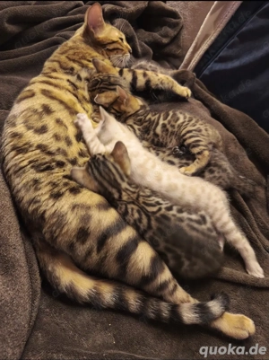 Gesunde Bengalkätzchen suchen ein neues Zuhause