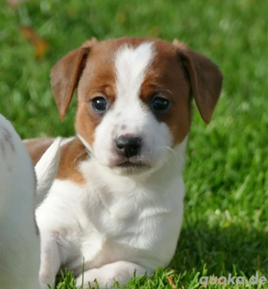 Wunderschöne Jack-Russel 