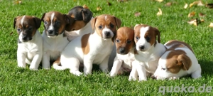 Wunderschöne Reinrassige Jack-Russel 