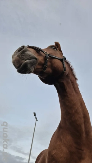 Pferdebegeistert und zuverlässig? PBT   RBT gesucht   